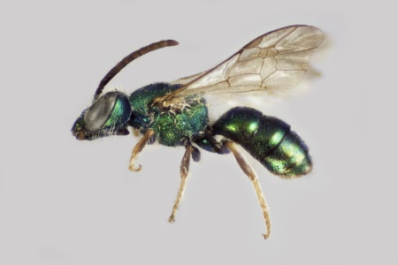 [Augochlora pura male (lateral/side view) thumbnail]